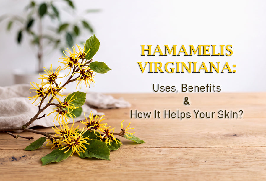 Hamamelis Virginiana: Uses, Benefits & How It Helps Your Skin?